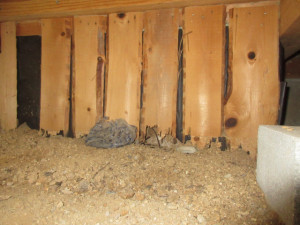 木部が白アリに食べられている