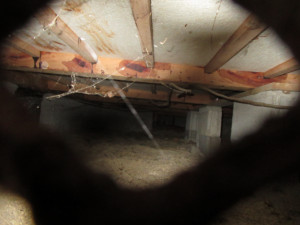 床下のクモの巣