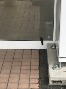 ショールームを眺める鳥