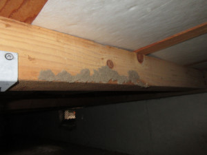 床下木材が蟻害を受けた跡