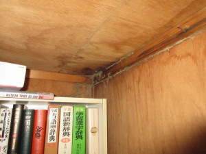 雨漏りが原因で収納内部まで蟻害が進行した状態