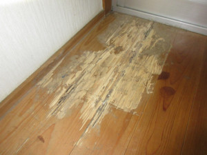 床材まで蟻害を受けた状態
