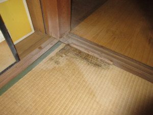 畳まで蟻害を受けた状態