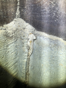 蟻道を歩くシロアリ